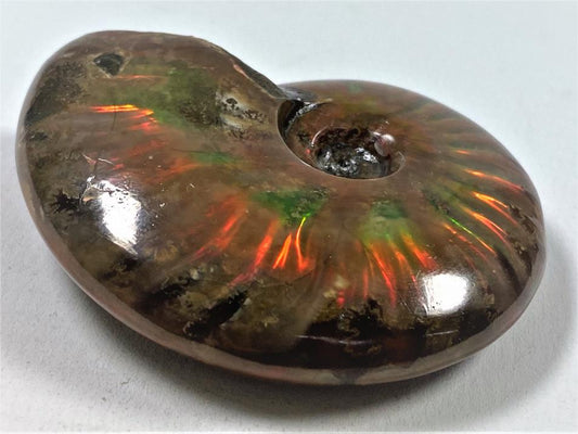 Red Iridescent Ammonite Fossil 5.9cm