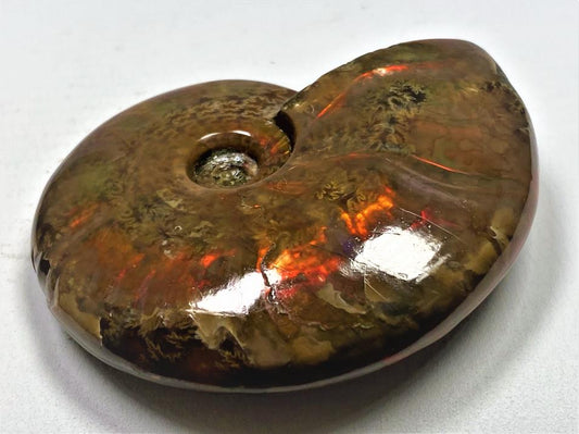 Red Iridescent Ammonite Fossil 6.3cm