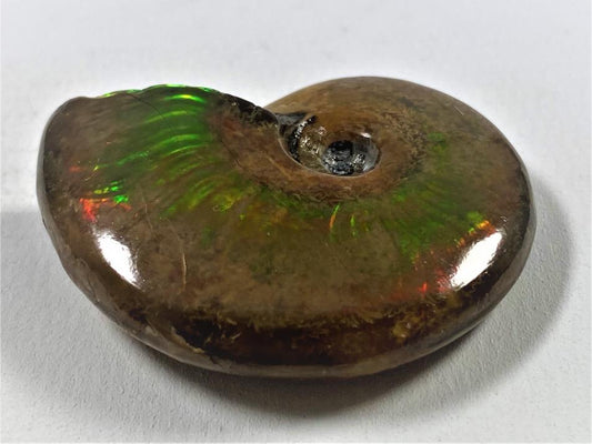 Red Iridescent Ammonite Fossil 4.4cm