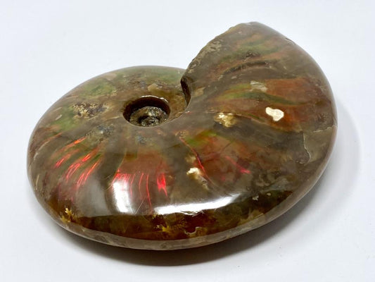 Red Iridescent Ammonite Fossil Large 10.7cm