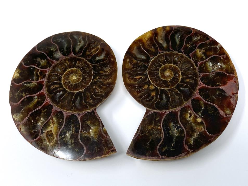 Ammonite Pair 7.1cm