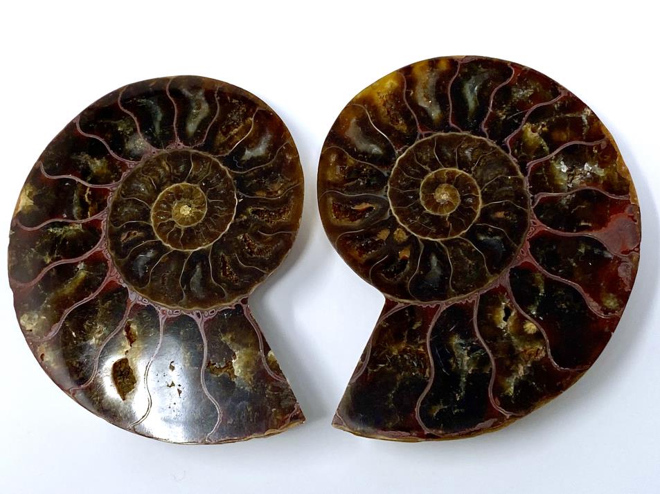 Ammonite Pair 7.1cm