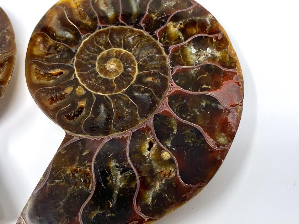 Ammonite Pair 7.1cm