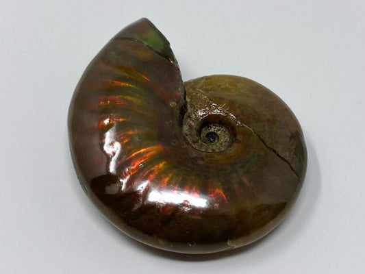 Red Iridescent Ammonite Fossil 4.3cm