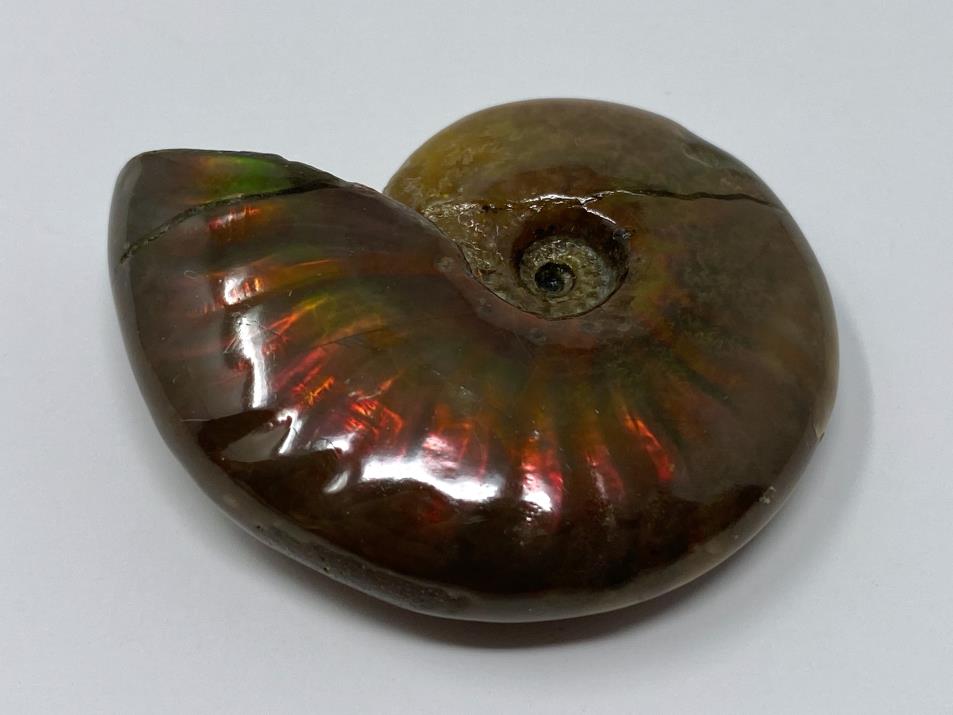 Red Iridescent Ammonite Fossil 4.3cm