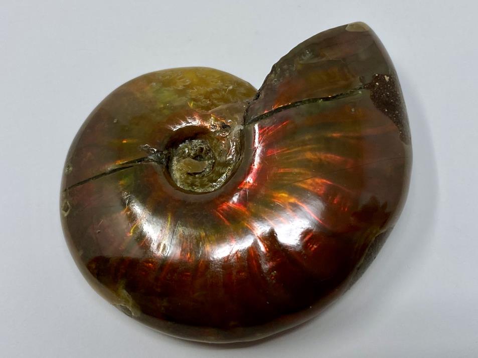 Red Iridescent Ammonite Fossil 4.3cm