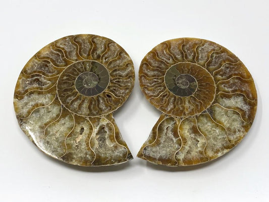 Ammonite Pair 11cm