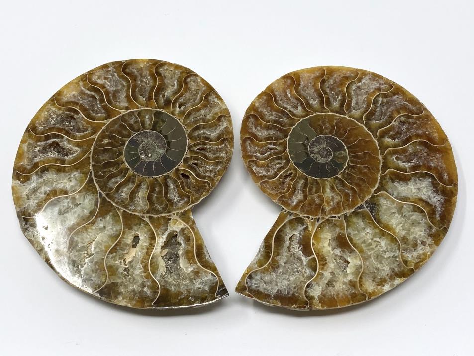 Ammonite Pair 11cm