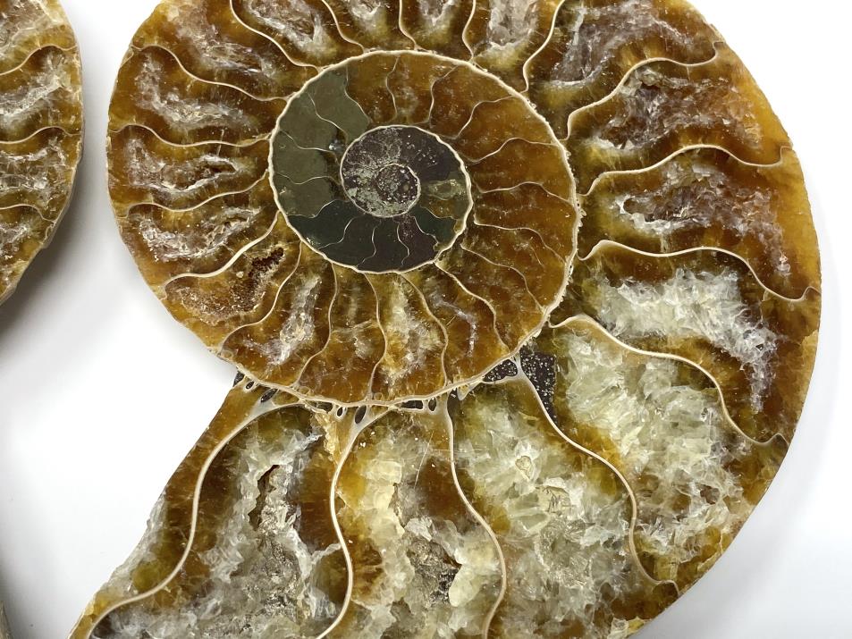 Ammonite Pair 11cm