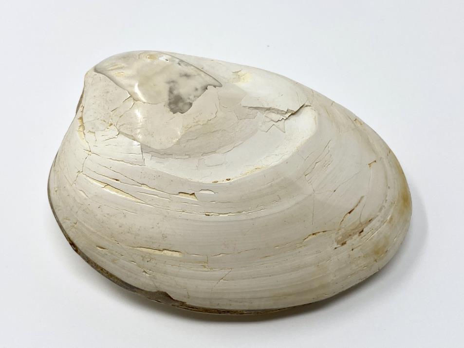 Polished Bi-Valve Fossil 8cm