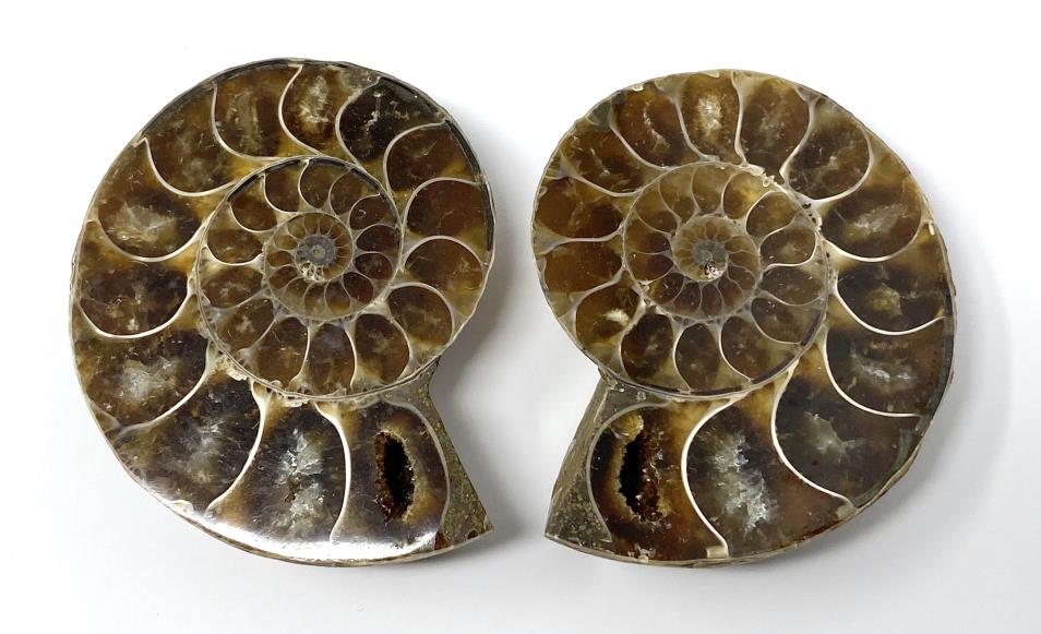 Ammonite Pair 5.1cm