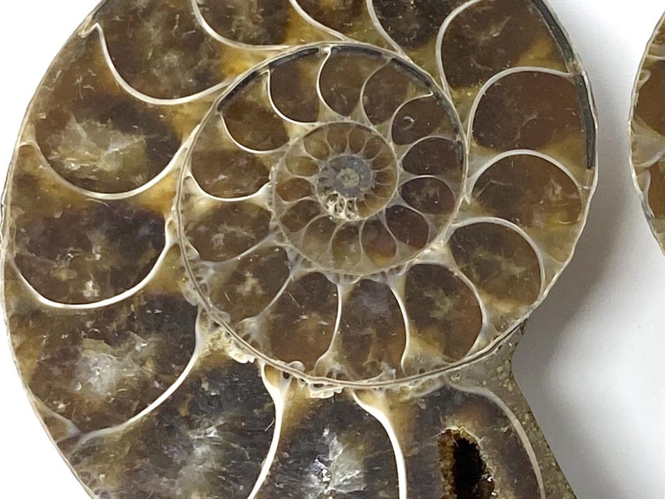 Ammonite Pair 5.1cm