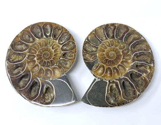 Ammonite Pair 8.5cm