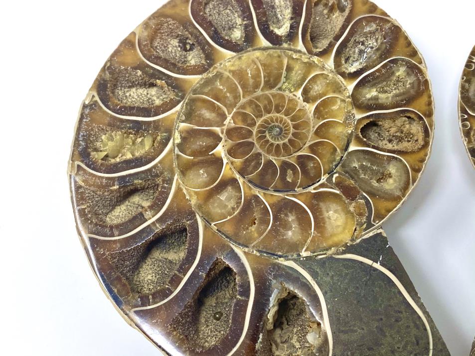 Ammonite Pair 8.5cm