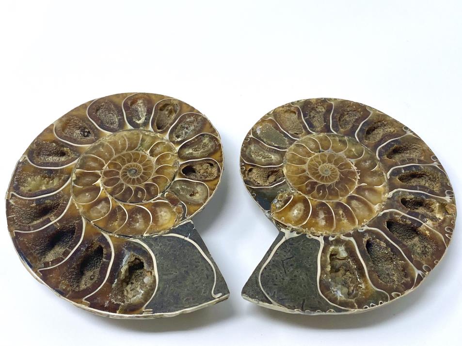 Ammonite Pair 8.5cm