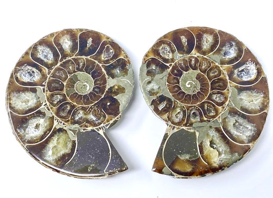 Ammonite Pair 8.4cm