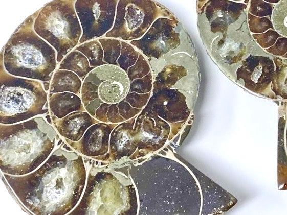 Ammonite Pair 8.4cm