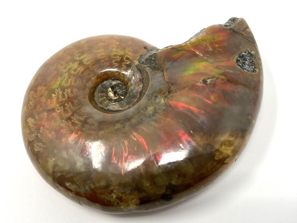 Red Iridescent Ammonite Fossil 5.7cm