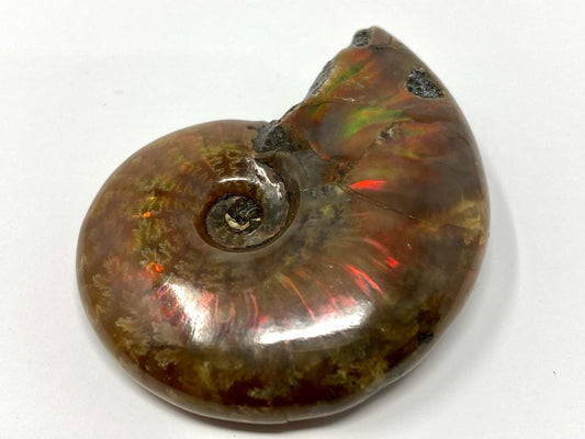 Red Iridescent Ammonite Fossil 5.7cm