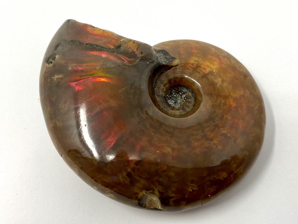 Red Iridescent Ammonite Fossil 5.7cm