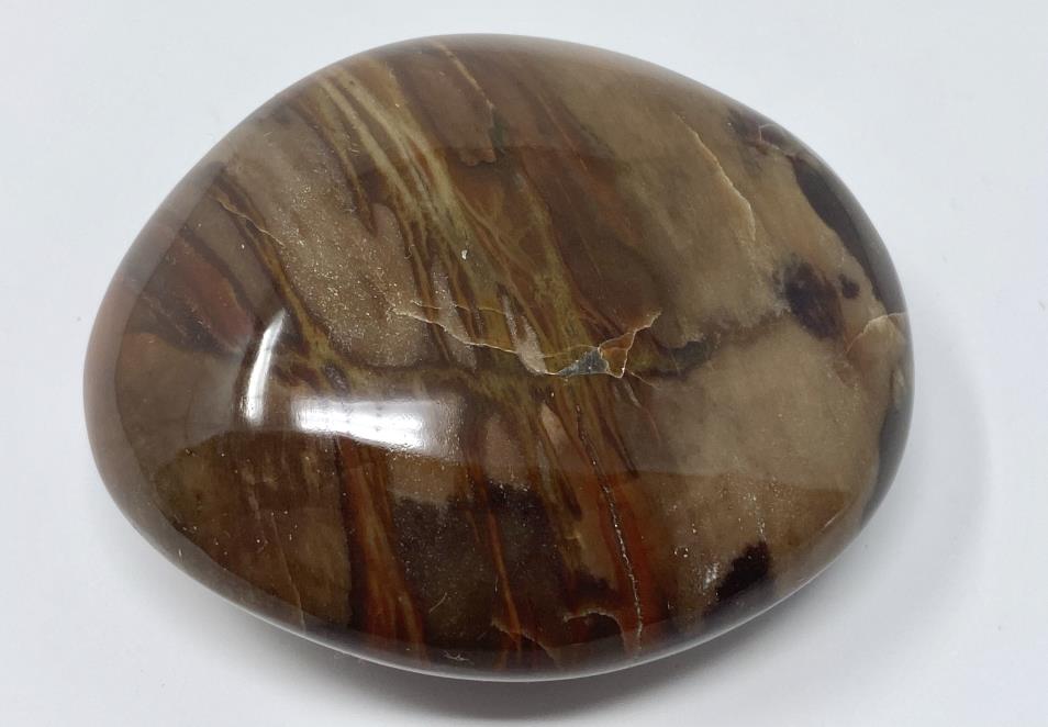 Fossil Wood Pebble 6.1cm