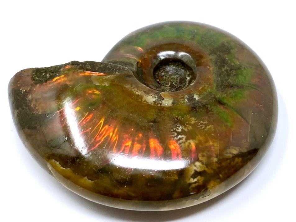 Red Iridescent Ammonite Fossil 5.2cm