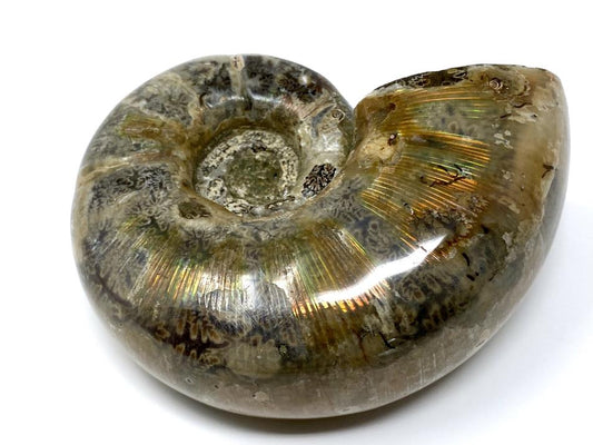 Ammonite Lytoceras Polished 9.2cm