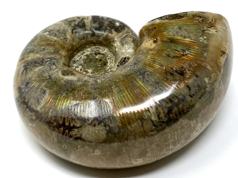 Ammonite Lytoceras Polished 9.2cm