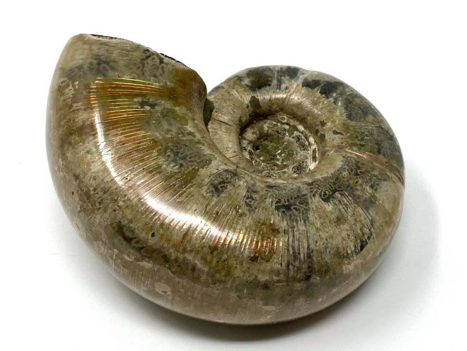 Ammonite Lytoceras Polished 9.2cm