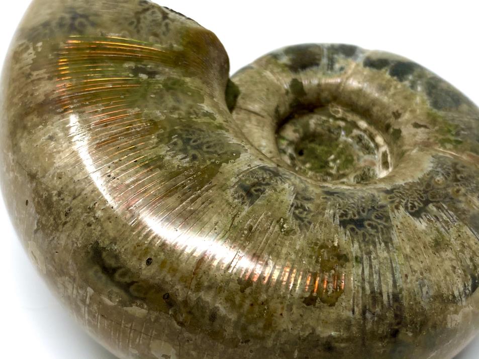 Ammonite Lytoceras Polished 9.2cm