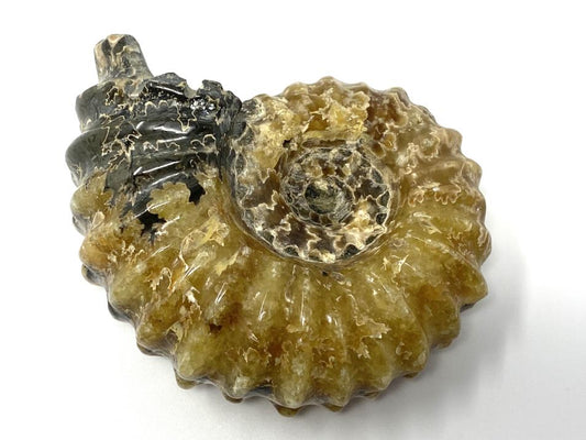 Ammonite Douvilleiceras Polished 7.9cm