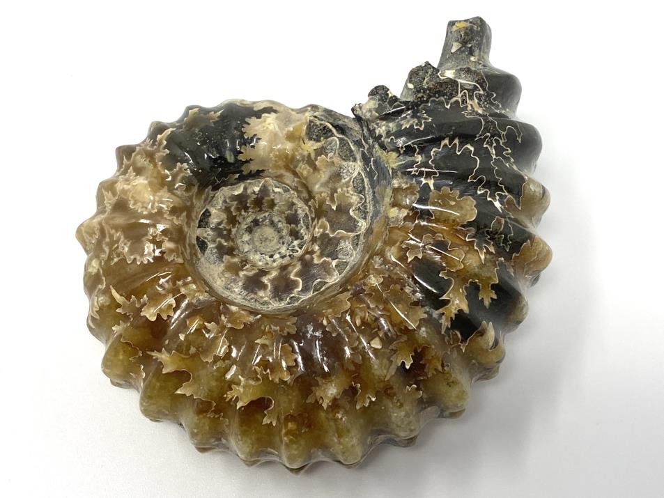 Ammonite Douvilleiceras Polished 7.9cm