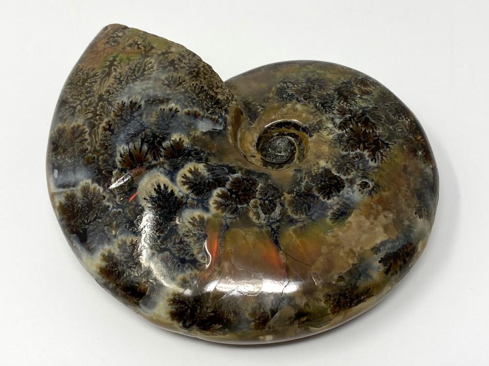 Red Iridescent Ammonite Fossil Large 11.5cm