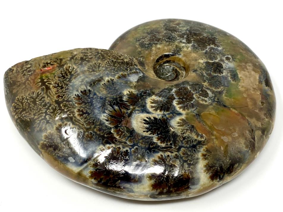 Red Iridescent Ammonite Fossil Large 11.5cm