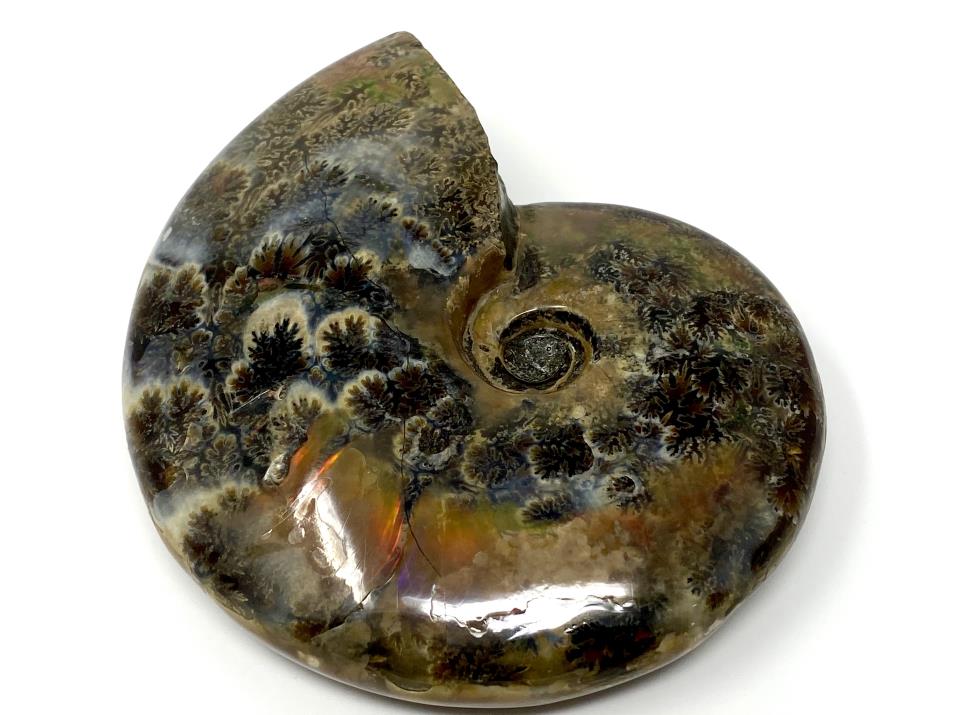 Red Iridescent Ammonite Fossil Large 11.5cm