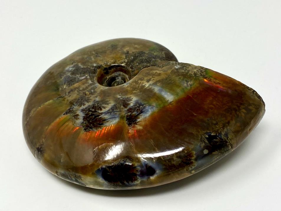 Red Iridescent Ammonite Fossil Large 11.5cm