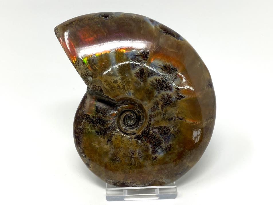 Red Iridescent Ammonite Fossil Large 11.5cm