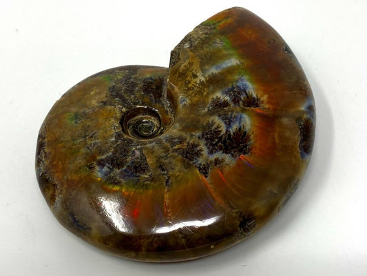 Red Iridescent Ammonite Fossil Large 11.5cm