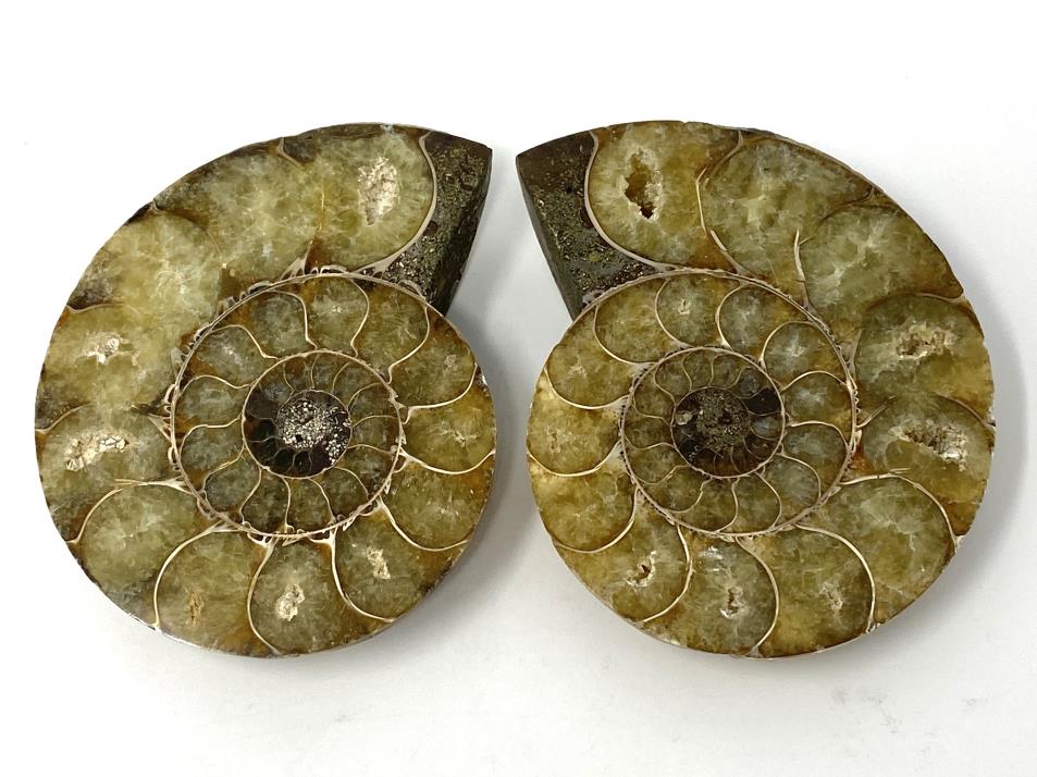 Ammonite Pair 7.8cm