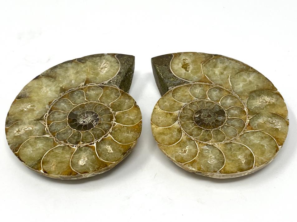 Ammonite Pair 7.8cm