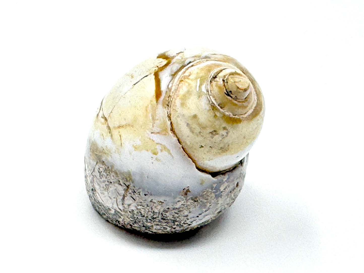 Agatized Gastropod Fossil Polished 4.8cm