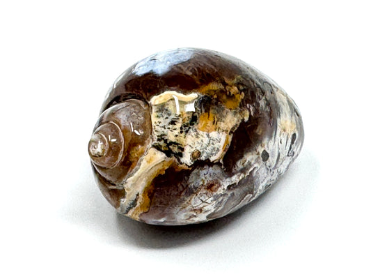 Agatized Gastropod Fossil Polished 4.1cm