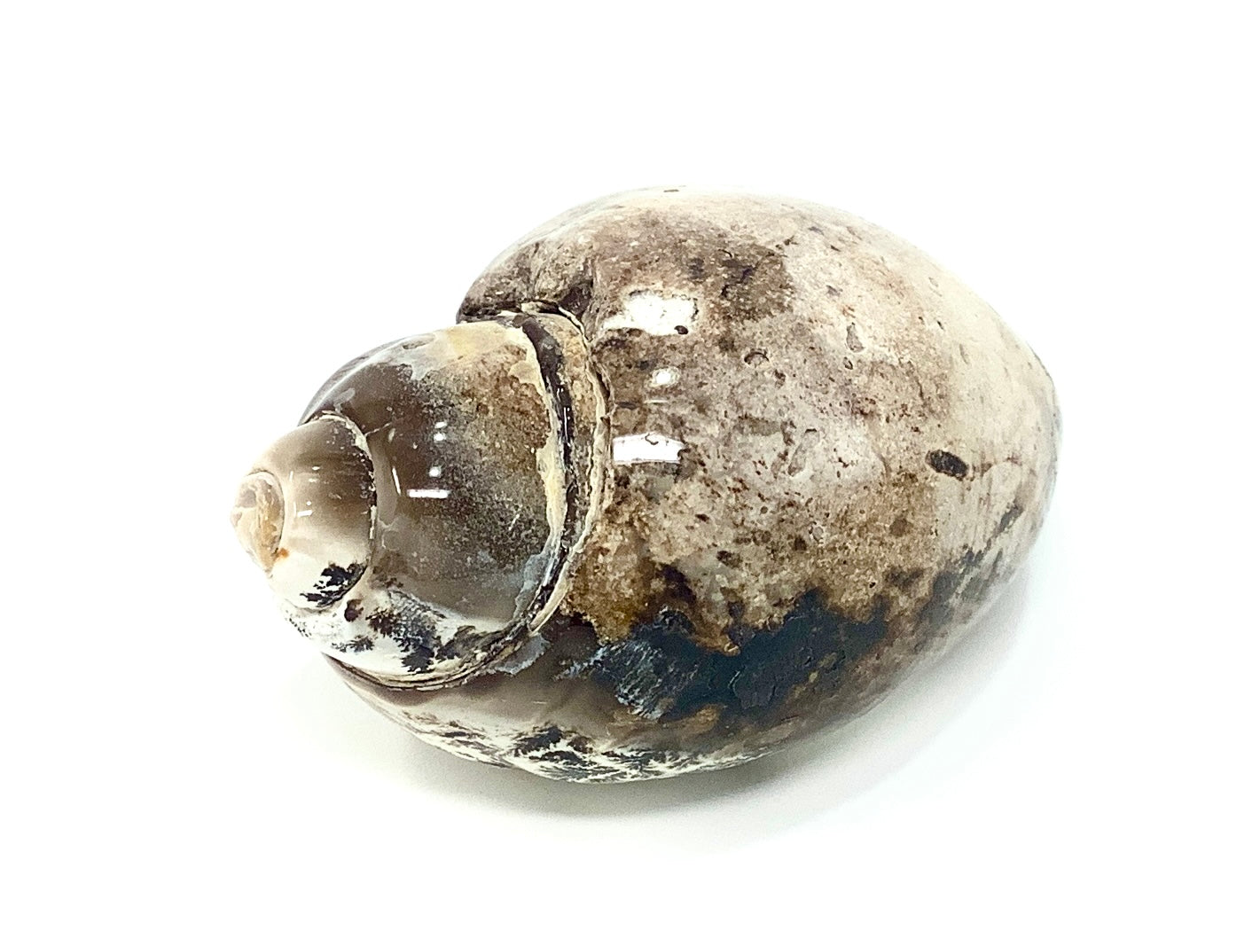 Agatized Gastropod Fossil Polished 5.4cm