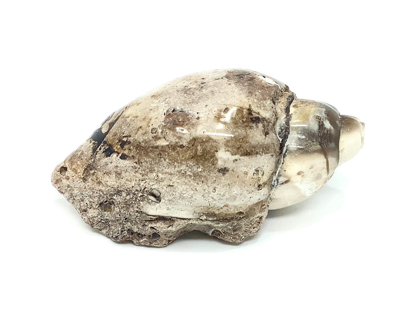 Agatized Gastropod Fossil Polished 5.4cm