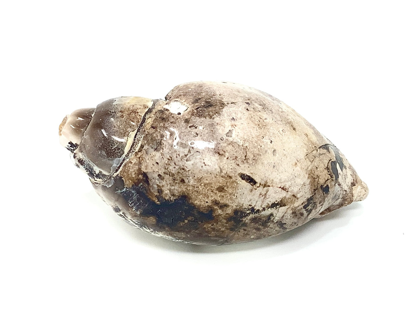 Agatized Gastropod Fossil Polished 5.4cm