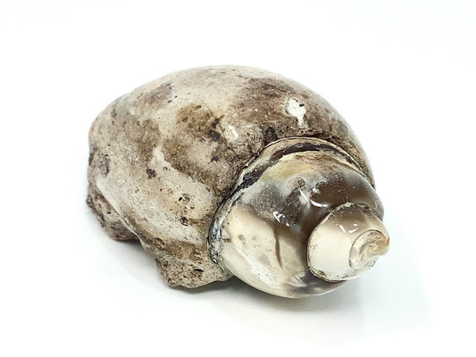 Agatized Gastropod Fossil Polished 5.4cm