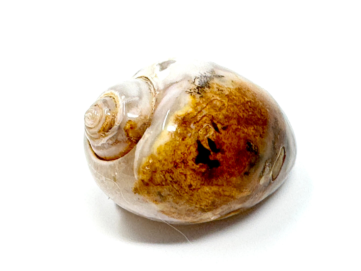 Druzy Agatized Gastropod Fossil Polished 4.4cm