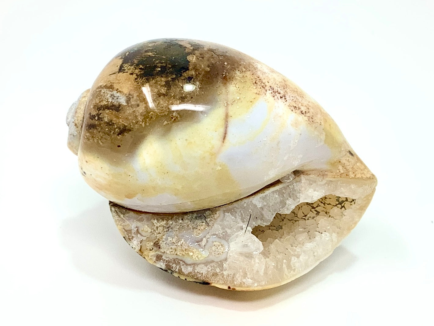 Druzy Agatized Gastropod Fossil Polished 4.2cm