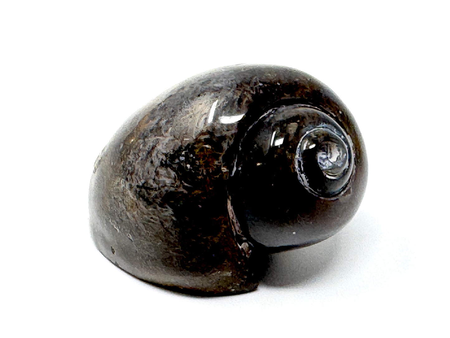 Agatized Gastropod Fossil Polished 5.2cm