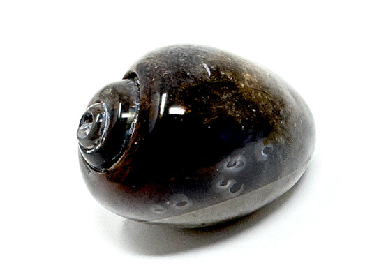 Agatized Gastropod Fossil Polished 5.2cm